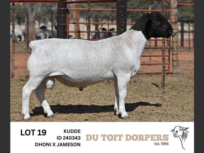 240343 | DU TOIT DORPERS