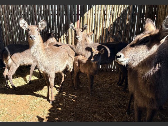 Waterbokke