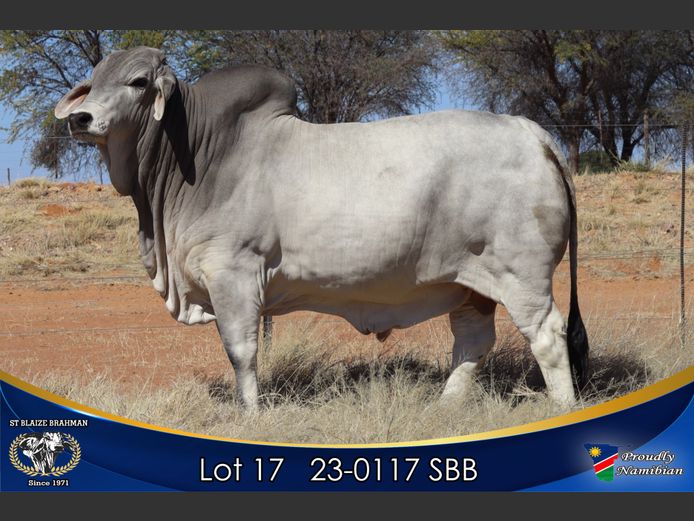 23-0117 SBB | ST BLAIZE BRAHMAN