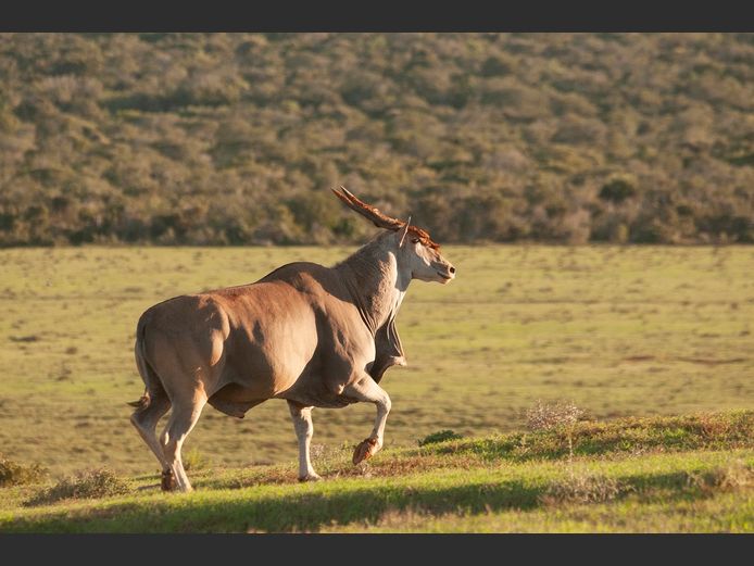 Eland | SANParks - ADDO Elephant National Park