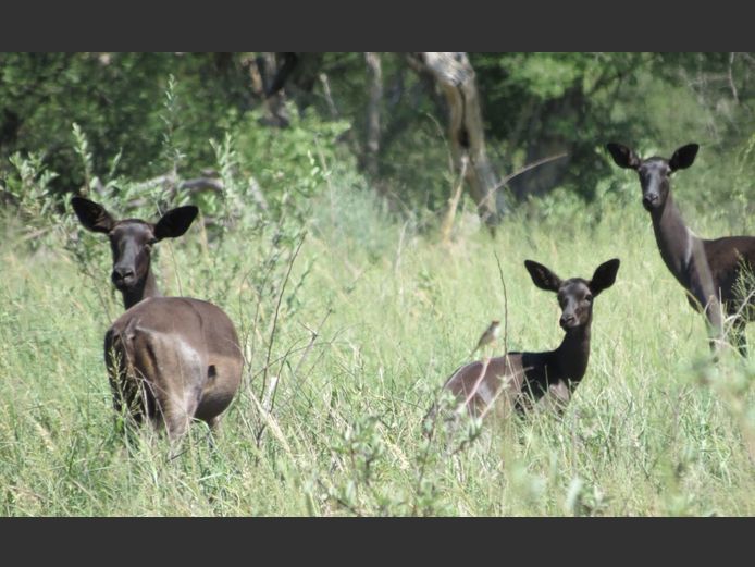 Black Impala Ewes | PJ Snyman