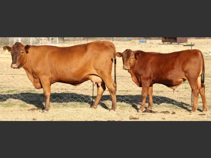 AB220084 | CCR BEEF (PTY) LTD