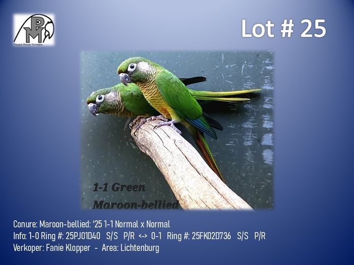 1-1 '25 Conure: Maroon-bellied: Normal x Normal - Fanie Klopper