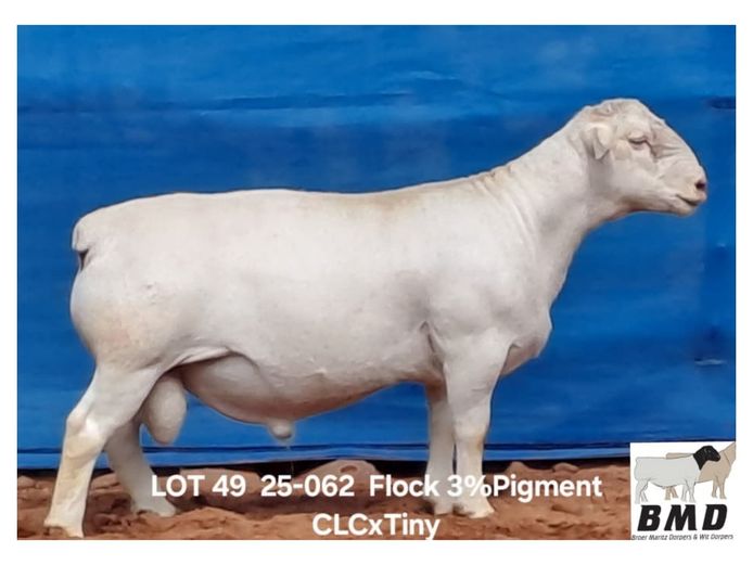 25-062 | BROER MARITZ DORPERS