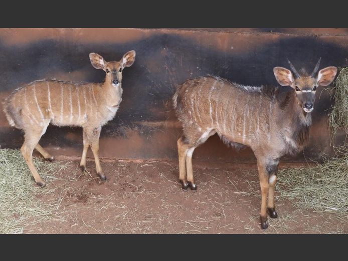 NYALA
