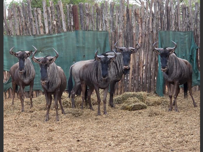BLOUWILDEBEES | IMPISI SAFARIS