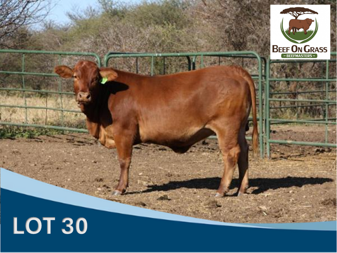 
BOG 220027 | BEEF ON GRASS PTY LTD