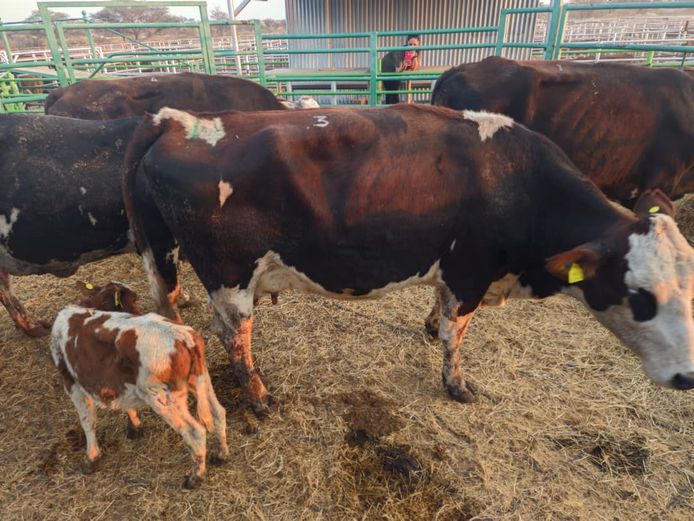 VAN NIEKERK PJ | DAIRY CATTLE 