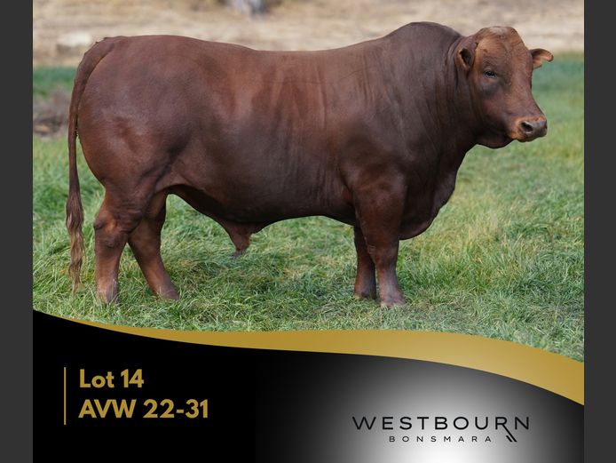 AVW 220031 | WESTBOURN BONSMARAS