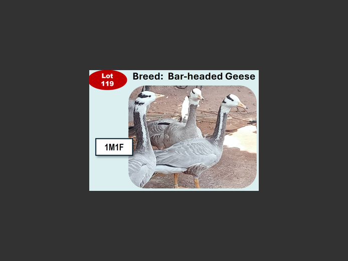 BAR-HEADED GEESE | ANNUAL MYTILUS AND ELOFF