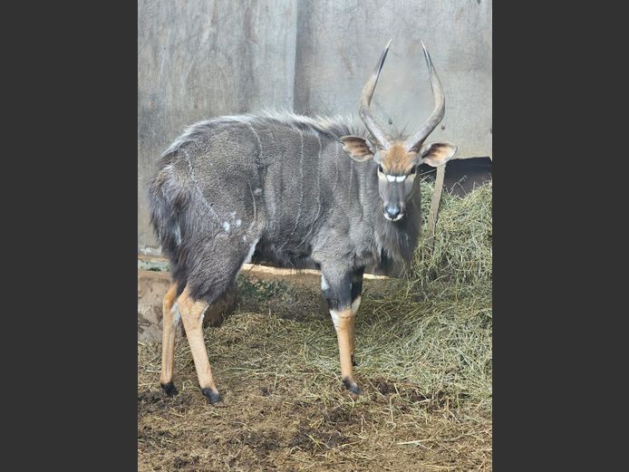 NYALA | INTABA INDLE