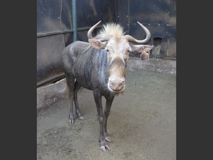 Koning wildebees | PCS Developments