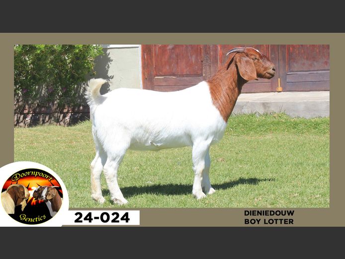 24-024  |  Boy Lotter - Dieniedouw