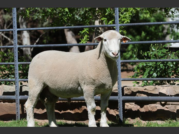 DZ 240333 | 2 STEYNS BOERDERY