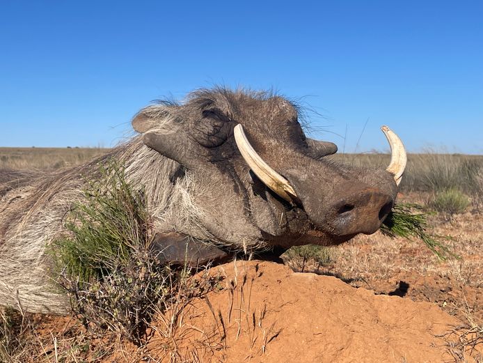 Vlakvark | John Kolver Safaris