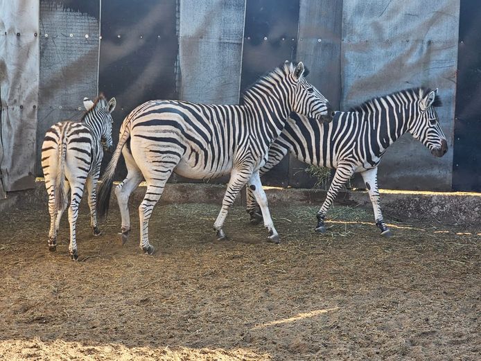 ZEBRA | ZWARTKLOOF