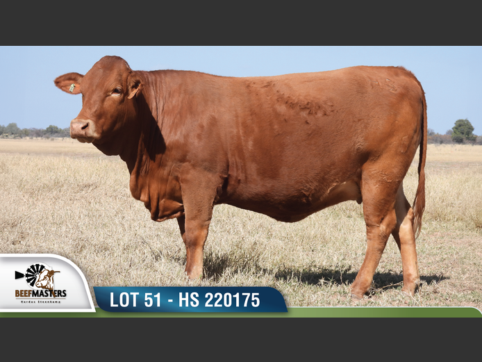 HS 220175 | HARDUS-STEENKAMP