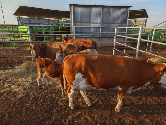 VAN NIEKERK PJ | DAIRY CATTLE 