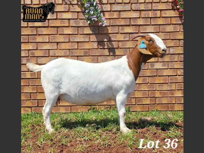 1584 24-156 | Ruan Mans Boer Goat Stud
