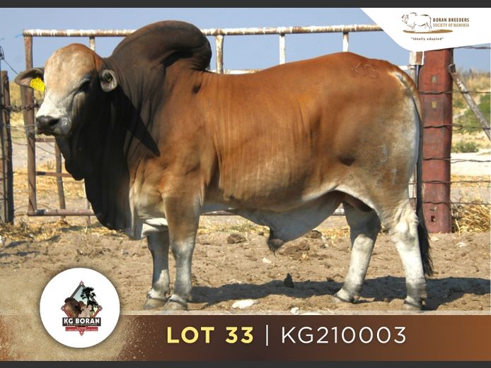 21-0003KG | GUNZEL BORAN