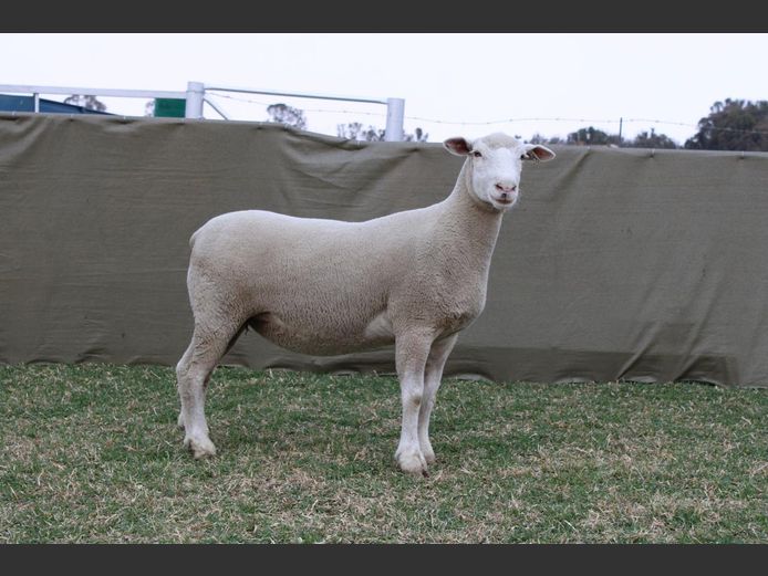 CVM 240043 | KALKVLEY DORMERS