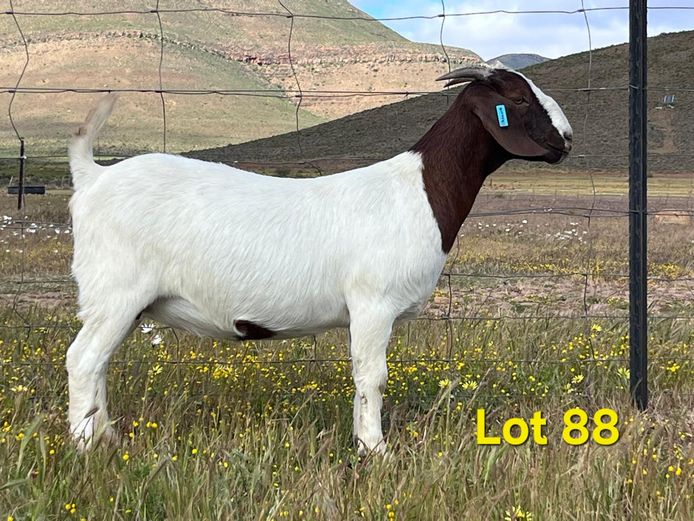 25-054 | Biedouw Boerbokstoet