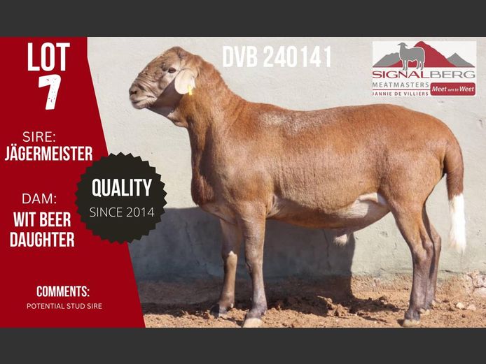 DVB 240141 | SIGNALBERG MEATMASTERS