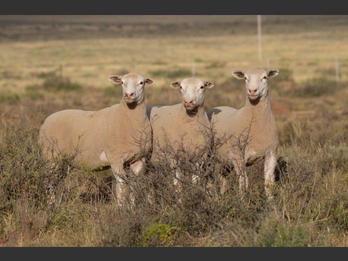 DZ 250166 | 2 STEYNS BOERDERY