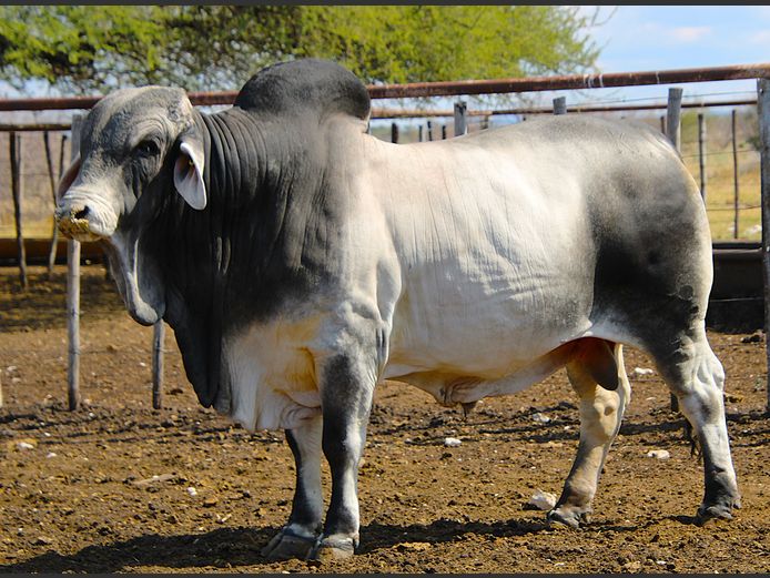 22-0016KG | MAKALANI BRAHMAN