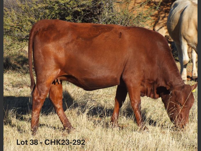 CHK230292 | A.J. KRIEL