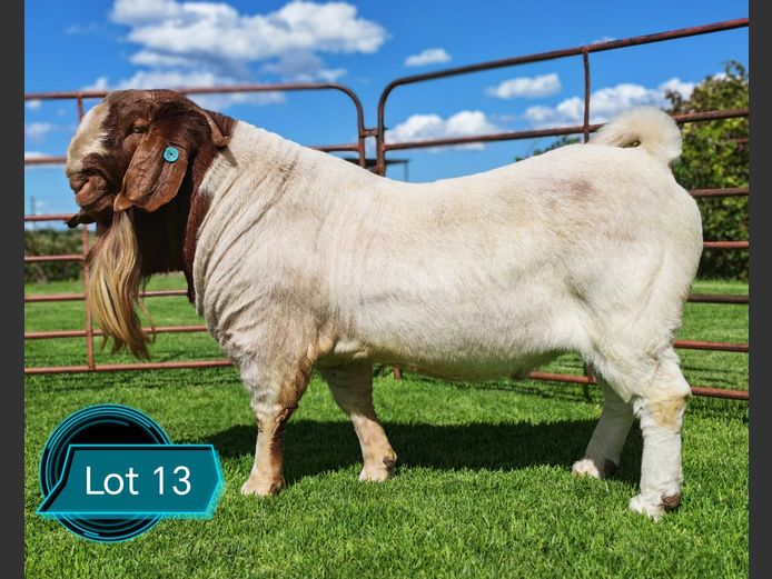 762230270 MONSTER TRUCK | Lukas Burger Boerbokstoet