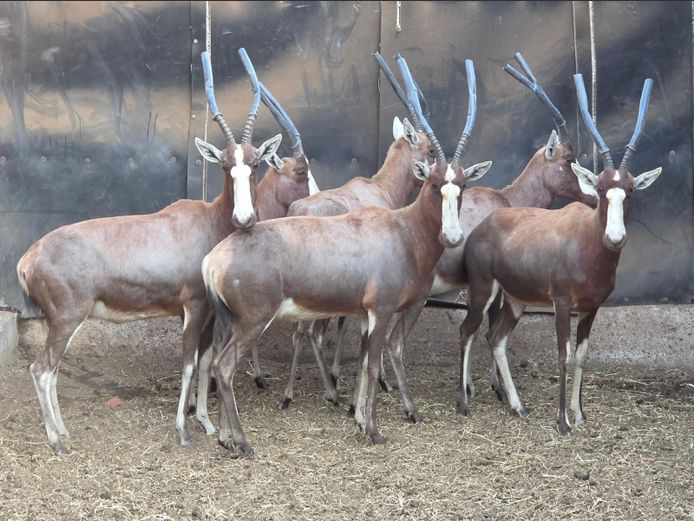 BLESBOK | HUGOMOND BOERDERY
