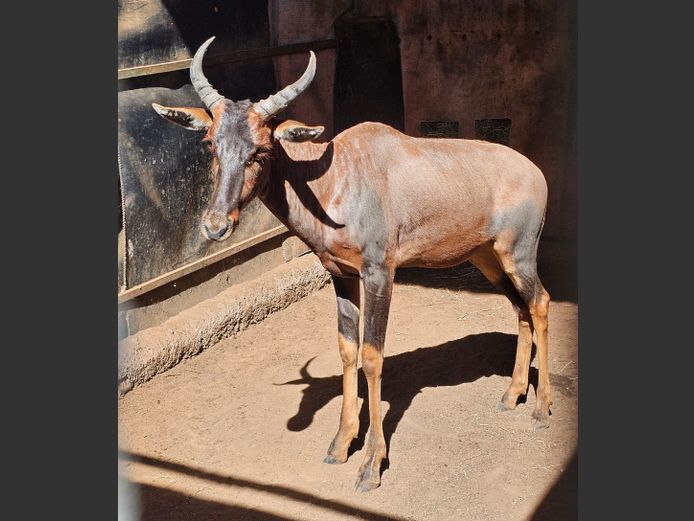 TSESSEBE | H. BODEMER