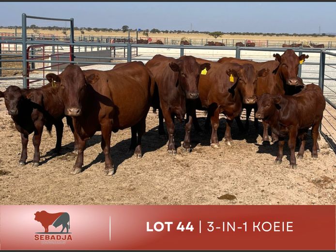 Commercial Animals | Sebadja Bonsmaras