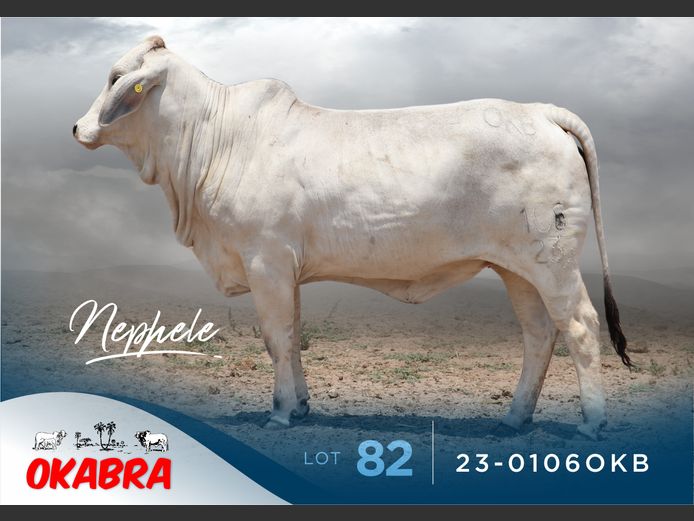 23-0106OKB | OKABRA BRAHMANS