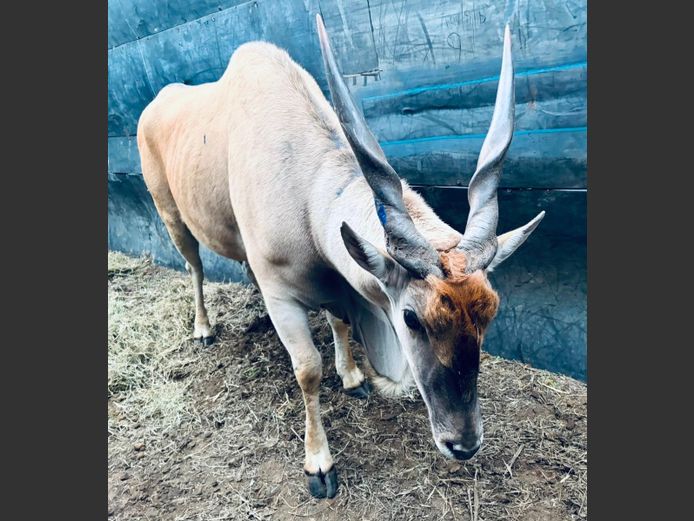Eland Kuif Bul