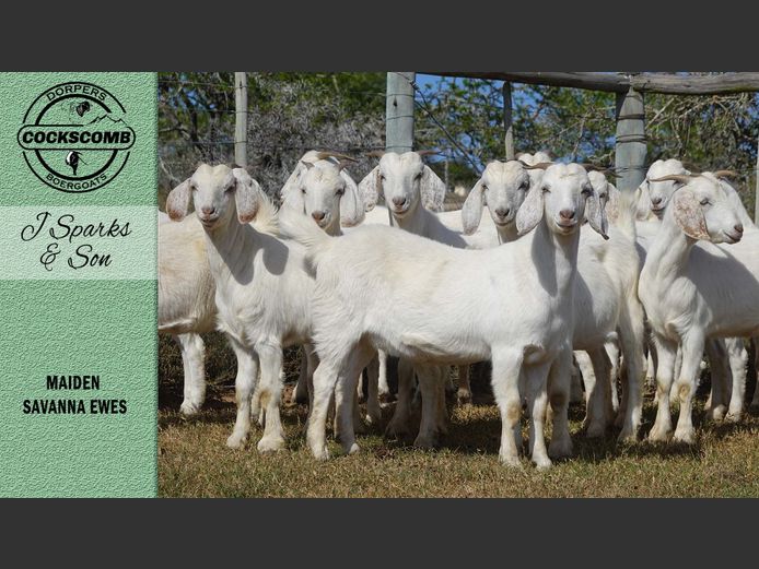 101 / 104 / 174 / 113 / 103  |  J Sparks & Son