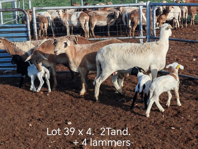 Kommersiële Diere | Dirk Steenkamp Meatmasters