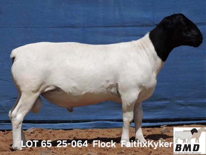 25-064 | BROER MARITZ DORPERS