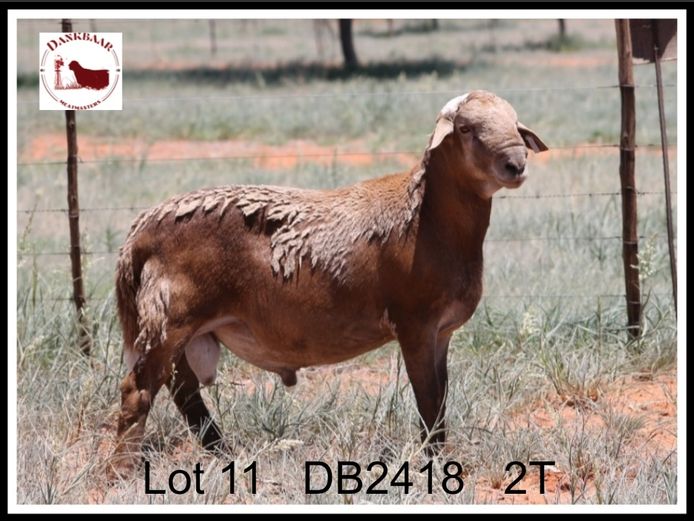 DB2418 | DANKBAAR MEATMASTERS