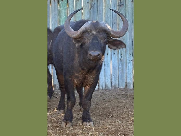 BUFFALO BULL | BUCKLANDS