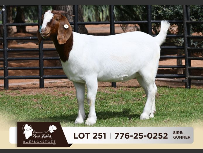 776-25-0252 | Nico Botha Boerbokstoet
