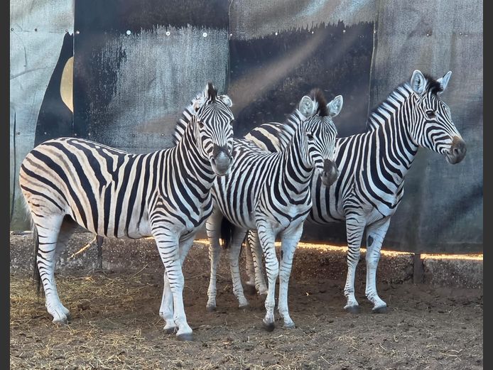 ZEBRA | 258 FARMS