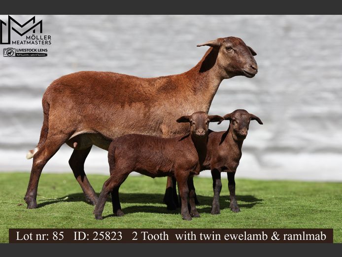 25823 | Moller Meatmasters