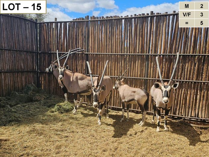 Gemsbok | Hanley