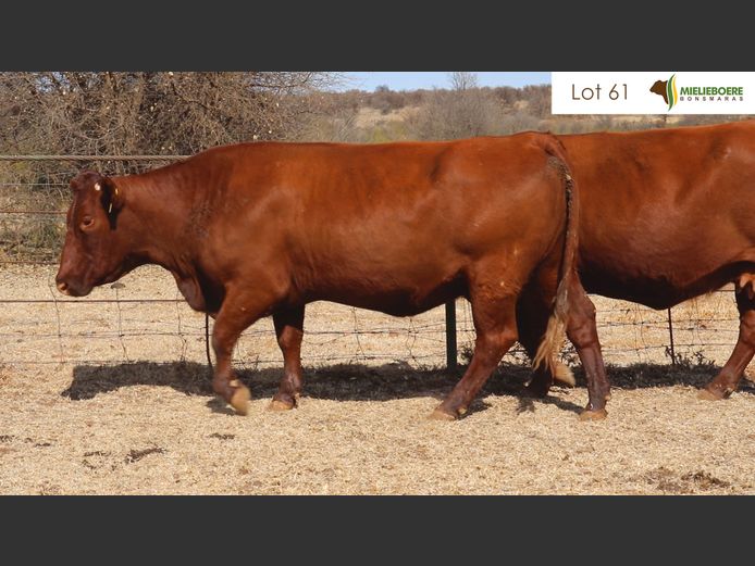 Kommersiële Vroulike Diere