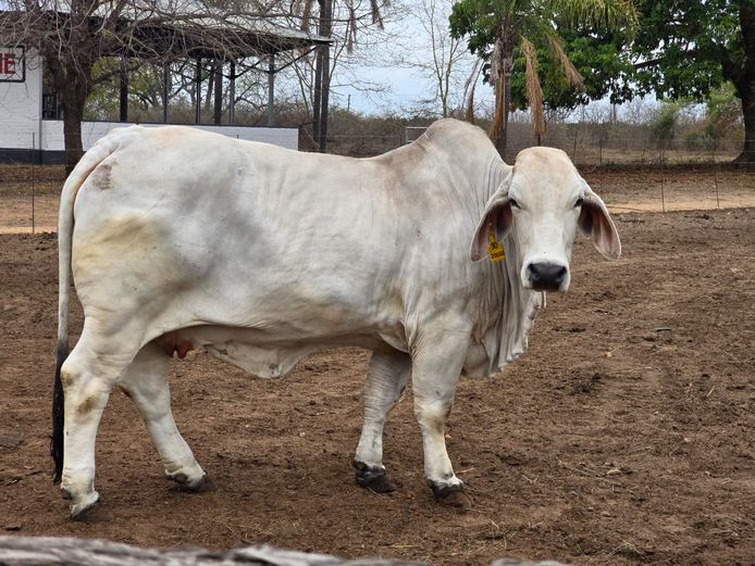 R101590 | R10 BRAHMANS