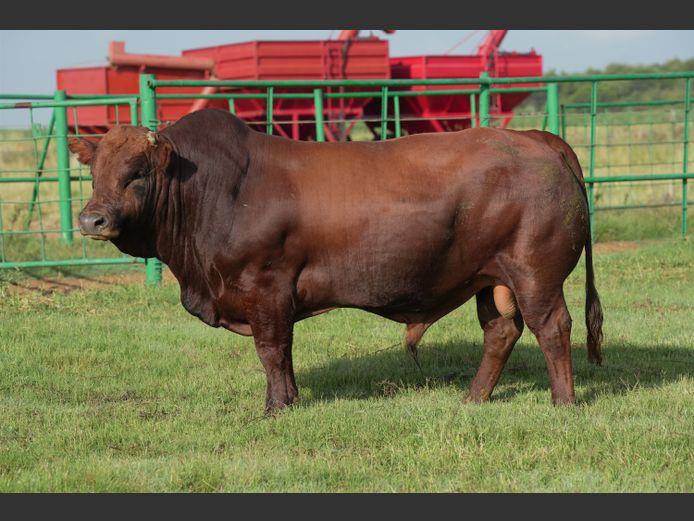 HTC230041 | HENTACOR BONSMARAS