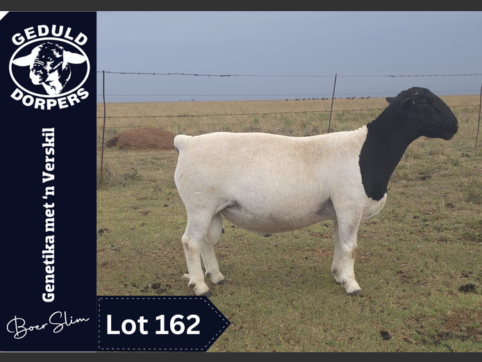 126 24 0050 | Geduld Dorpers