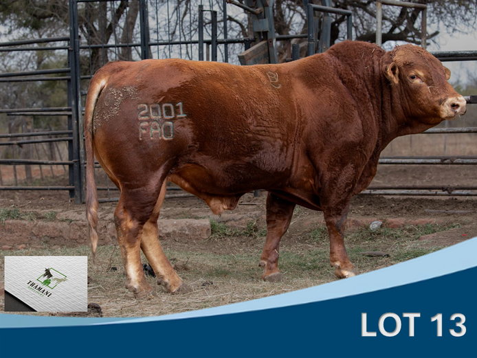 
FAD 220001 | THAMANI BREEDERS